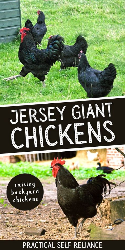 Jersey Giant Chickens, Giant Chicken Breeds, Chicken Breeds For Eggs, Jersey Giant, Chickens Backyard Breeds, Chickens For Eggs, Small Homestead, Giant Chicken, Best Egg Laying Chickens