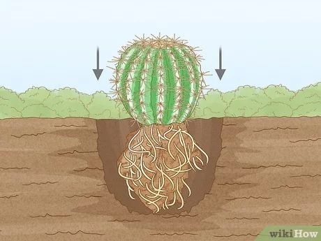 3 Ways to Grow Golden Barrel Cactus - wikiHow Life Plant Guy, Cactus In Pot, Beautiful Yellow Flowers, Golden Barrel Cactus, Barrel Cactus, Love Plants, Plumeria Flowers, Cactus And Succulents, In The Wild