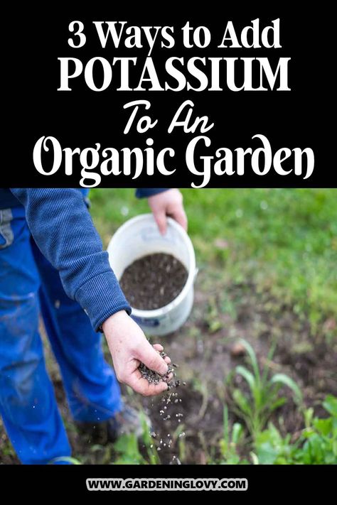 When it comes to planting, potassium is a crucial nutrient. Without this vital nutrient, your plants cannot take in other nutrients or maintain a healthy growth rate and lush foliage. So, how to add potassium to the soil so the plant root system can absorb it? In this post, you'll learn 3 ways to add potassium to an organic garden Potassium For Plants Diy, Diy Potassium Fertilizer, Potassium For Plants, Potassium Water For Plants, Potassium Deficiency, Potassium Rich Foods, Plumeria Tree, Organic Soil, Better Homes And Garden