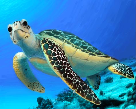 Ohi I'm a turtle by *sweet-pea-soup on deviantART Turtle Time, Baby Sea Turtles, Tortoise Turtle, Green Sea Turtle, Turtle Love, Beautiful Sea Creatures, Turtle Painting, Cute Turtles, Baby Turtles