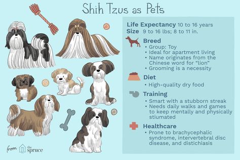 Shih Tzu Information, Shih Tzu Care Tips, Dog Chart, Farm Dream, Shitzu Dogs, Puppy Time, Japanese Spitz, Dog Facts, Shih Tzu Puppy