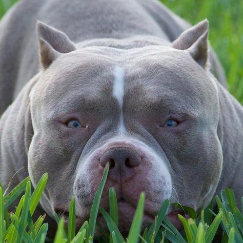 Bull Dogs American, Pocket Bully, American Bull, Bully Breeds Dogs, Bully Dog, Bull Dogs, American Pit Bull Terrier, Pitbull Puppies, Bully Breeds