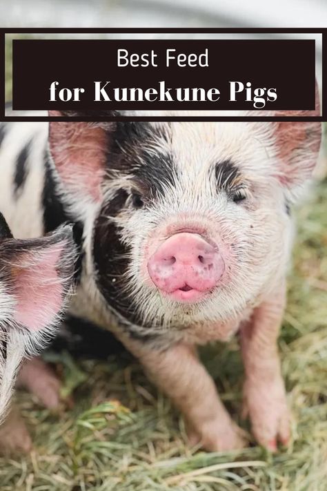 If you are considering adding kune kunes to your homestead, one of the first factors to think about is how you will feed your new pigs a balanced diet. And what is the best feed for kunekune pigs, anyways? What Can Pigs Eat, What To Feed Pigs, Kune Kune Pigs Care, Kunekune Pig Pen, Homestead Pigs, Mini Pig Food, Ninnescah Homestead, Kunekune Pigs, Pig Shelter