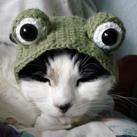 Crochet something spooky with these Halloween crochet patterns http://www.craftprofessional.com/halloween-crochet-patterns.html Crochet Pet Costumes, Cat Hat Pattern, Kat Haken, Crochet Cat Hat, Frog Costume, Frog Hat, Crochet Frog, Pet Halloween Costumes, Knitted Cat