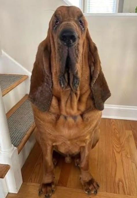 Funny Doge, Bloodhound Dogs, Ugly Dogs, Goofy Dog, Dog Icon, Pet Halloween Costumes, Funny Dog Memes, Magnum Opus, Silly Dogs