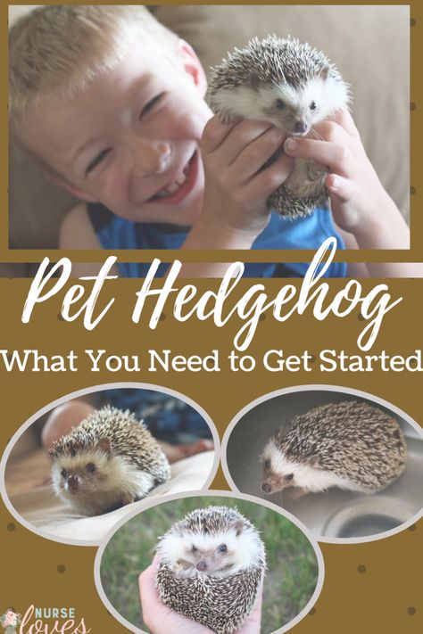 Pets For Kids, Best Pets For Kids, Hedgehog Accessories, Hedgehog Care, Pet Hedgehog, Easy Pets, Hedgehog Pet, Baby Hedgehog, Unusual Animals