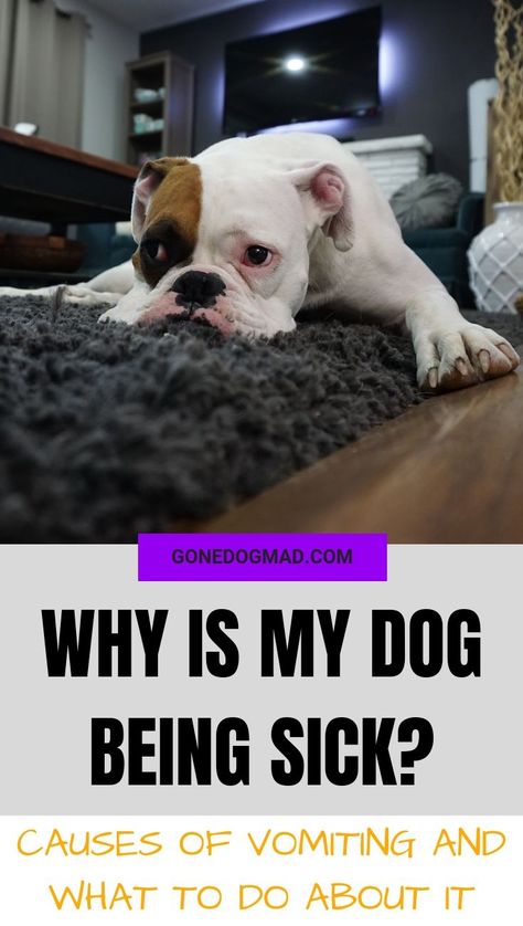 When our dogs throw up, this can be rather alarming for us owners. Read my article to learn about the most common causes of vomiting in dogs. Find out if your dog's vomiting is anything to worry about, and what you can do to prevent bouts of vomiting in the future. #Dogs #DogHealth #DogOwnerAdvice #DogHeathTips #DogSickness via @GoneDogMad1 Dog Throwing Up, Dog Health Tips, Sick Dog, Cute Dog Photos, Dog Projects, Dog Care Tips, Pet Care Tips, Dog Blog, Pet Hacks