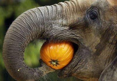 Elephant Eating, Elephant Facts, Pumpkin Photos, Wild Kingdom, Elephant Love, African Elephant, An Elephant, Zebras, Baby Elephant