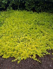 Lysimachia Nummularia, Creeping Jenny, Have Inspiration, Ground Cover Plants, Plants And Flowers, Shade Plants, Ground Cover, Lawn And Garden, Shade Garden