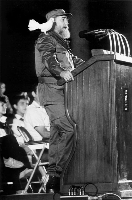 Bird lands on well known politician during a rally. (1959) Fidel Castro Art, Fidel Castro Quotes, Fidel Castro Che Guevara, Che Guevara Art, Viva Cuba, Ernesto Che, The Dictator, Fidel Castro, Modern History