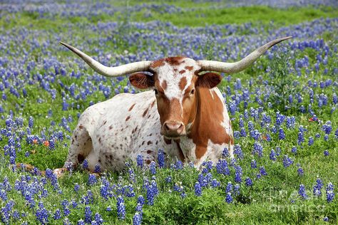 Longhorn Steer Art, Texas Long Horn, Texas Painting, Texas Wildlife, Rodeo Art, Texas Animals, Suffolk Sheep, Texas Wildflowers, Long Horns