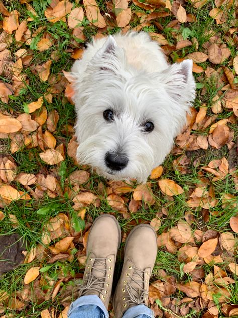 West Terrier, Highlands Terrier, Westie Dogs, West Highland White, West Highland Terrier, West Highland White Terrier, White Terrier, Fluffy Animals, Scottish Terrier