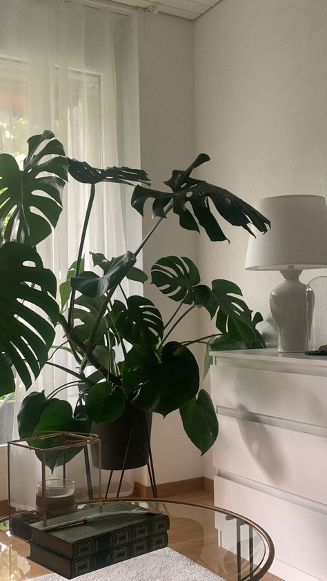 Cheese Plant Aesthetic, House Plants Aesthetic Minimalist, Big Plants Aesthetic, Big Monstera Plant, Monstera Interior, Monstera Plant Aesthetic, Monstera Aesthetic, Plant Mom Aesthetic, Garden Plant Stand