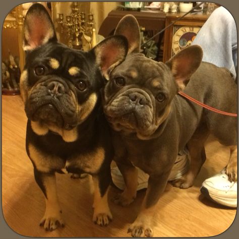 The Boyz ❤️ French Bulldogs, blue and tan and black and tan. Blue And Tan French Bulldog, Black And Tan French Bulldog, Wrinkly Dogs, Tan French Bulldog, Dog Frenchie, Blue French Bulldog Puppies, Wrinkly Dog, French Bulldog Tattoo, French Bulldog Breed