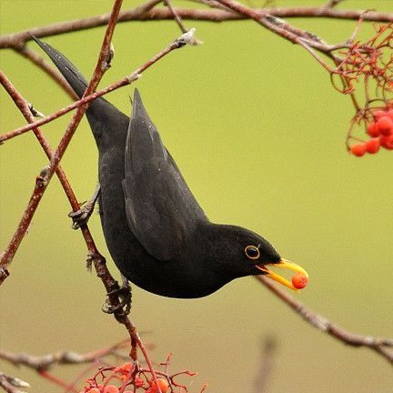 Common Blackbird, Blackbird Art, Bird Identification, Let's Make Art, Online Selling, British Wildlife, Backyard Birds, Bird Pictures, Bird Illustration