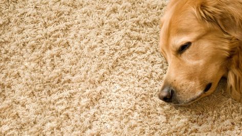 Dog Pee On Carpet, Cleaning Pet Urine, Frieze Carpet, Remove Pet Stains, Carpet Cleaning Recipes, Clean Car Carpet, Dry Carpet Cleaning, Carpet Cleaning Business, Deep Carpet Cleaning