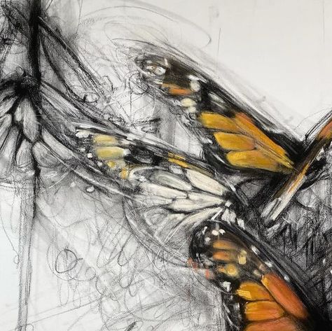 aprilcoppini on Instagram: "“Western monarchs, searching” 42x44 charcoal and pastel … inevitably always some primordial ooze and chaos  #charcoaldrawing #contemporarydrawing" Charcoal Butterfly, March 17, Charcoal Drawing, Pastel Art, Bugs, Art Supplies, Butterflies, Pencil, Pastel