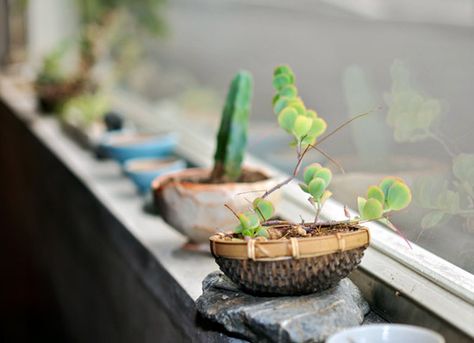 window sill decorating with plants European Bathroom Design, Interior Window Sill, Universal Design Bathroom, Narrow Bathroom Designs, Narrow Window, Spa Bathroom Design, Japanese Bathroom Design, Bathroom Design Plans, Bathroom Wall Tile Design