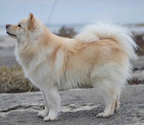 IPA 2 Years Old Breed ➡️ Finnish Lapphund #FinnishLapphund From @finnishipa #Sweden 🇸🇪 Finish Lapphund, Lapphund Dog, Greenland Dog, Spitz Breeds, Finnish Lapphund, Every Dog Breed, Livestock Guardian Dog, Spitz Dogs, Dog List