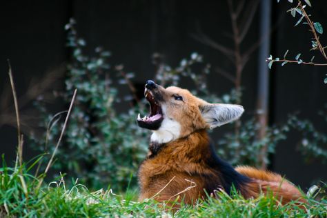 Wolf Growling, Maned Wolves, Story References, Wolf Poses, Maned Wolf, Tattoo Nature, Animals Tattoo, Wolf Images, Wolf Photography