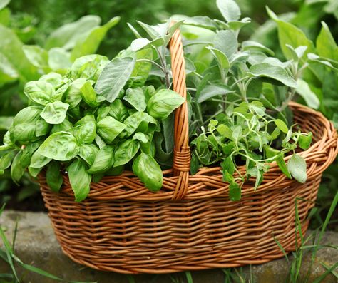 Garden Baskets, Herbal Tea Garden, Growing Herbs Indoors, Medicinal Herbs Garden, Gardening Herbs, Herb Gardens, Herb Gardening, Culinary Herbs, Herbs Indoors