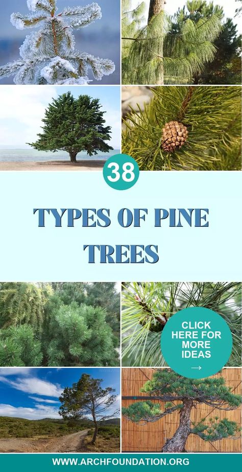 38 Types of Pine Trees for Majestic Landscaping Types Of Pine Trees, Bristlecone Pine, Eastern White Pine, Conifer Trees, Fir Trees, Torrey Pines, How To Grow Taller, Fir Tree, San Diego County