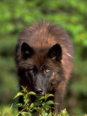 Twigheart | Hunters.wolves Wiki | Fandom Cenozoic Survival, Brown Wolf, Sea Wolf, Wolf Photos, Canine Art, Wolf Pictures, Beautiful Wolves, White Wolf, Wild Dogs