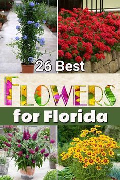 Flowers To Grow In Florida, Flower Arrangements Spring, Florida Plants Landscaping, Flower Nail Design, Florida Flowers, Ideas Garden Design, Wallpaper Garden, Flowers To Plant, Florida Native Plants