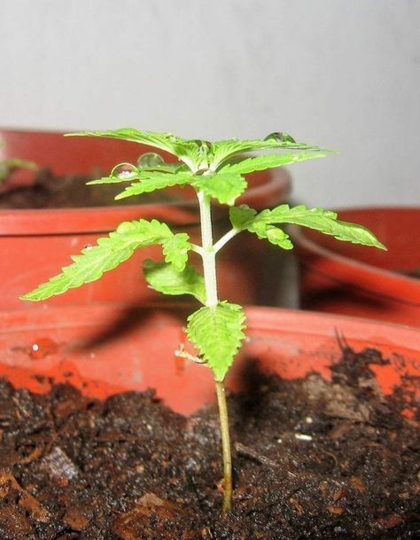 Growing Marajawana, Growing Cannibas From Seed, Growing Cannibas, Cannibus Growing, Homemade Edibles, Medicinal Wild Plants, Backyard Homestead, Lemon Plant, Plant Bud