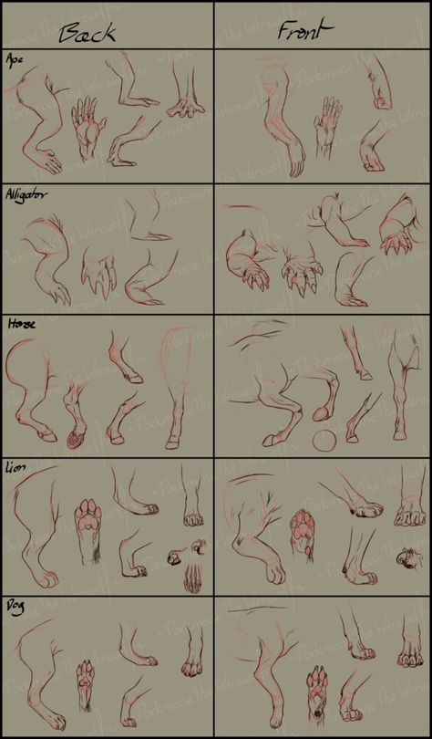 Some general Leg Anatomy by DarkmaneTheWerewolf on DeviantArt Paw Anatomy, Leg Reference, Animal Poses, Leg Anatomy, Body Draw, Crazy Animals, Leg Art, Dnd Races, Animal Illustration Art