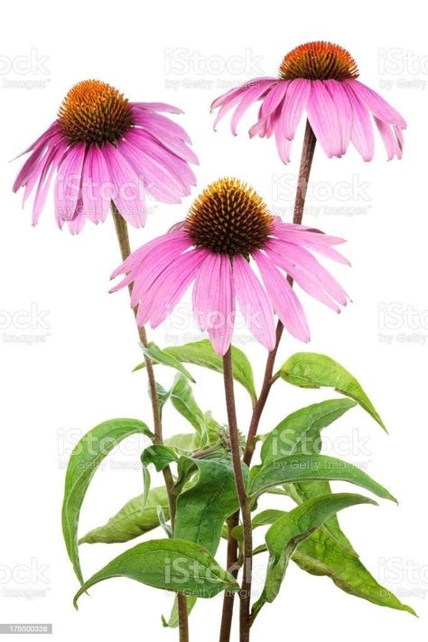 Coneflower Tattoo, Back Tats, Rose Flower Tattoos, Purple Coneflower, Interior Artwork, Painted Rocks Diy, Download Image, Antique Bottles, White Stock