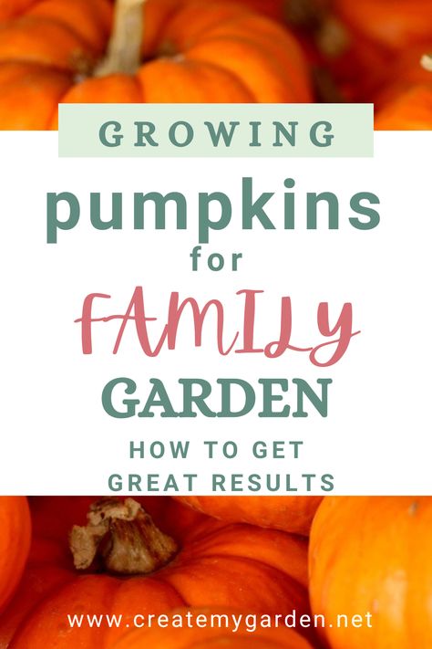 If you're looking for a fun activity for your family to do together, growing pumpkins can bring everyone together in a creative and rewarding way. Gardening requires patience, research, and collaboration as you cultivate soil, plant, and nurture your pumpkins to life. Growing pumpkins can be a fulfilling project, bringing joy to your home as you eagerly await your pumpkin harvest. Read to find out how to grow pumpkins. Growing A Pumpkin Patch, How To Start A Pumpkin Patch, How To Grow Pumpkins In Raised Beds, Tips For Growing Pumpkins, When To Harvest Pumpkins, What To Plant When, Pumpkin Family, Pumpkin Vine, Planting Pumpkins