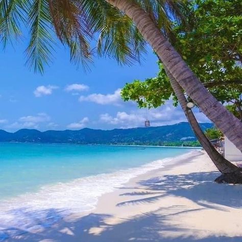 More offers on Thailand: Koh Samui 7 nights fr. £1349pp depart 10 Sept 2024 This offer includes: * 7 Nights at Chaweng Regent Beach Resort * Deluxe Regency Room * Breakfast * Transfers * Flights from London Heathrow Message for further information! #travel #holiday #cruise #travelblogger #travelinfluencer #thailand #kohsamui #chaweng #chawengregentbeachresort #sept2024 #flightfromheathrow Regency Room, Thailand Koh Samui, Four Seasons Koh Samui, Koh Lipe Beach, Koh Samui Snorkeling, Hua Hin Thailand Beach, Chaweng Beach Koh Samui, Chaweng, Koh Samui