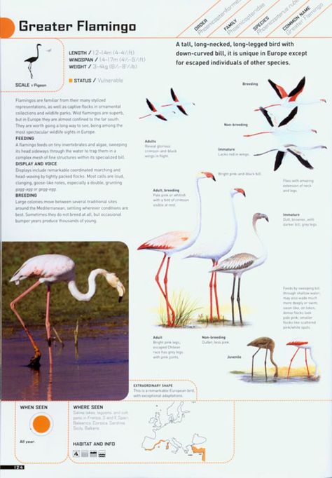 Greater Flamingo on Bird: The Ultimate Illustrated Guide to the Birds of Britain and Europe | NHBS Field Guides & Natural History Flamingo Anatomy, Flamingle Party, Wildlife Facts, Greater Flamingo, Binder Ideas, Homeschool Preschool Activities, Animal Conservation, Flamingo Bird, Animal Science