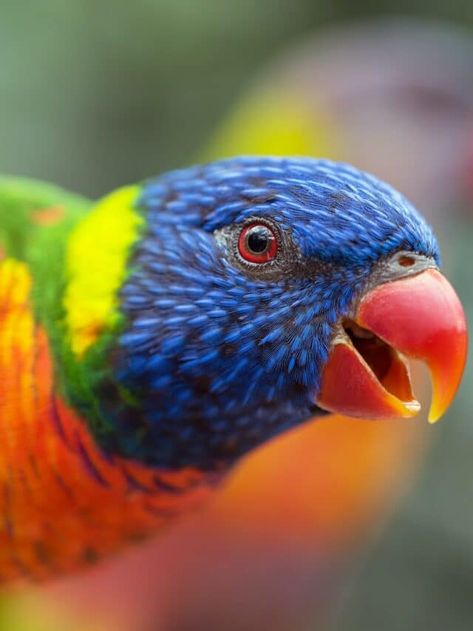 The Most Colorful Bird in the World - Animals Around The Globe List Of Birds, Animal Magnetism, Brittany Snow, Animal Groups, Australian Birds, Bird Wallpaper, Parrot Bird, Colorful Bird, Red Birds