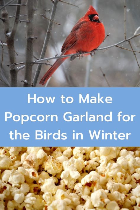 Christmas Bird Food Ideas, Ornaments For Birds To Eat, Pumpkin Bird Feeder For Kids, Home Made Bird Food, Bird Feeder Ornaments Diy, Bird Feeder Christmas Tree, Homemade Suet For Birds, Winter Bird Feeders Diy, Homemade Bird Treats