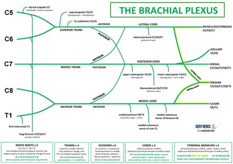 Anatomy - Brachial Plexus | Geeky Medics Nerve Diagram, Upper Limb Anatomy, Nervous System Anatomy, Nerve Anatomy, Brachial Plexus, Anatomy Flashcards, Sensory Nerves, Gross Anatomy, Bicep Muscle