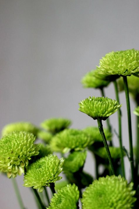 green chrysanthemum - Green Flowers November Bujo, Green Chrysanthemum, Chrysanthemum Wedding, Midnight City, Tom Burke, Chrysanthemum Flower, Flower Bud, Green Flowers, Chrysanthemum