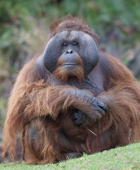 Large male orangutan Male Orangutan, Dublin Zoo, Sumatran Orangutan, Wild Animals Photos, Red Ape, Forest Canopy, The Guardians, Working People, Primates