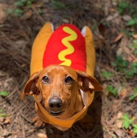 14 Funny Dachshund Costumes for Halloween 2019 | PetPress Dachshund Costume, Dachshund Halloween, Hotdog Costume, Aggressive Animals, Puppy Teething, Costumes For Halloween, Funny Dachshund, Aggressive Dog, Dachshund Puppies