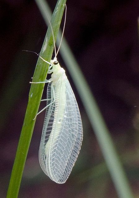 neuroptera, lacewings, holometabolous Green Lacewing, Cool Insects, Big Appetite, Bug Collection, Cool Bugs, A Bug's Life, Beautiful Bugs, Creepy Crawlies, Arthropods