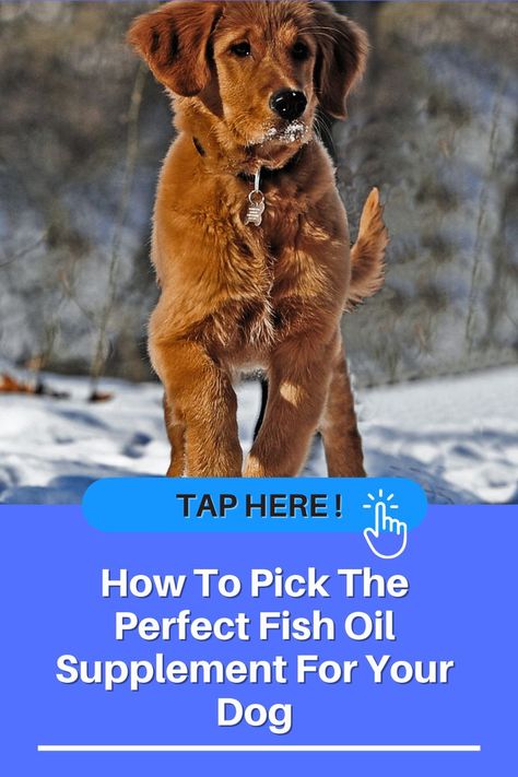 best fish oil for dogs Fish Oil Supplements, Oils For Dogs, Dog Diet, Healthy And Happy, Fish Oil, Dog Health, Stay Healthy, Pet Parent, Omega 3