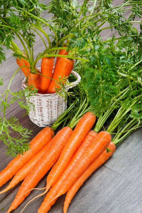 Carrot Picture, Carrots Photography, Rabbit Cottage, Jay Krishna, How To Store Carrots, Fruit Facts, Carrot Patch, Eating Carrots, Eating Food Funny