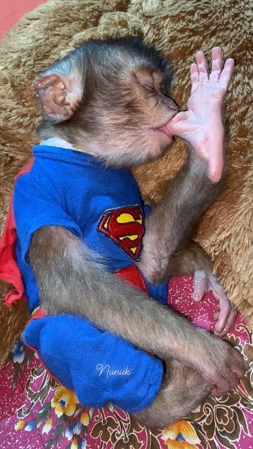 Baby Pet Monkey, Monkey Sleeping, Sleepy Monkey, Adorable Monkeys, Monkey Pet, Cute Monkeys, Monkey Cute, Monkey Funny, Funny Monkey Pictures