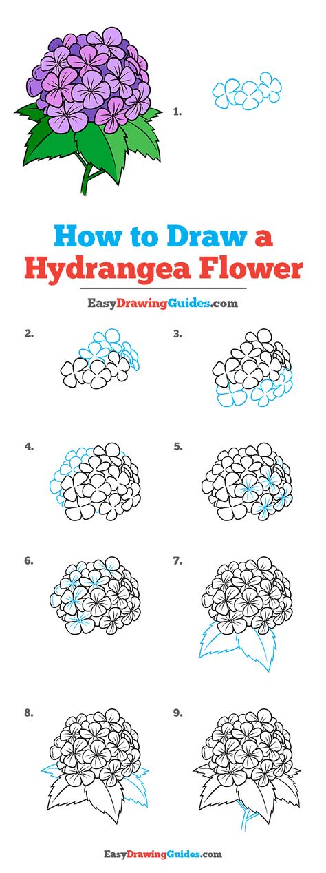 How to Draw a Hydrangea Flower Step by Step Tutorial Image Hydrangea Sketch Step By Step, Hydrangea Tutorial Drawing, Hydrangea Petals Drawing, Flower Drawing Hydrangea, Simple Hydrangea Drawing, How To Draw A Garden Step By Step, How To Draw A Hydrangea Step By Step, How To Draw A Hydrangea, Drawing Hydrangea Flower