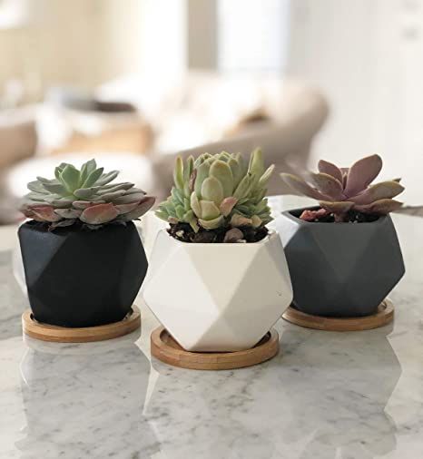 Ceramic Succulent Pots, Cactus Plant Pots, Ceramic Planter Pots, Succulent Planters, Ceramic Succulent, Bamboo Tray, Flower Pot Garden, Mini Succulents, Self Watering Planter