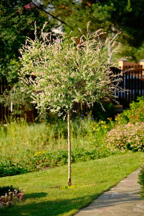 6 Reasons To Plant A Dappled Willow & How To Care For It Dappled Willow Tree Landscape, Tri Colored Dappled Willow, Dapple Willow Tree, Flamingo Willow Tree, Willow Tree In Garden, Dappled Willow Tree, Willow Trees Garden, Willow Garden, Tree Borders