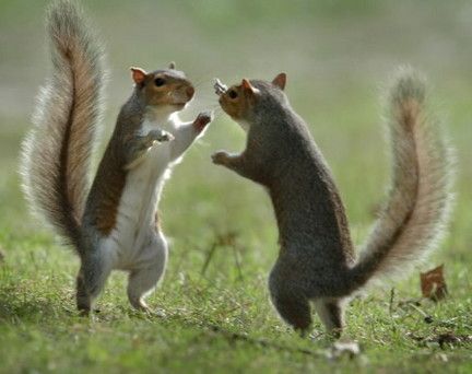 I can't decide if they are doing the "Hokey-Pokey" or "Kung-Fu Fighting" Animal Funnies, Socotra, Amazing Animal Pictures, Siberian Tiger, Interesting Animals, Cute Squirrel, Little Critter, African Elephant, Lizards