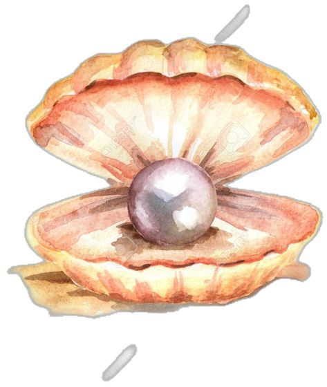 Pearl In Clam Drawing, Oyster With Pearl Painting, Oyster Pearl Illustration, Pearl In Shell Drawing, Pearl Painting Tutorial, Sea Shells Watercolor, Sea Shell Watercolor Paintings, Shell With Pearl Drawing, Shell Painting Easy