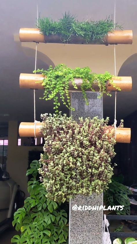 Anjali | Plants & DIY’s Instagram post: “My Gorgeous Diy Bamboo Planter 💚 #bamboo #reelsindia #hangingplants #diy #diyideas #mygreentreasure #trendingreels #greenery #kahani…” Bamboo Planter Ideas, Bamboo Plant Indoor, Diy Plates, Bamboo Furniture Diy, Bamboo Containers, Plates Design, Big Bamboo, Diy Bamboo, Bamboo Diy